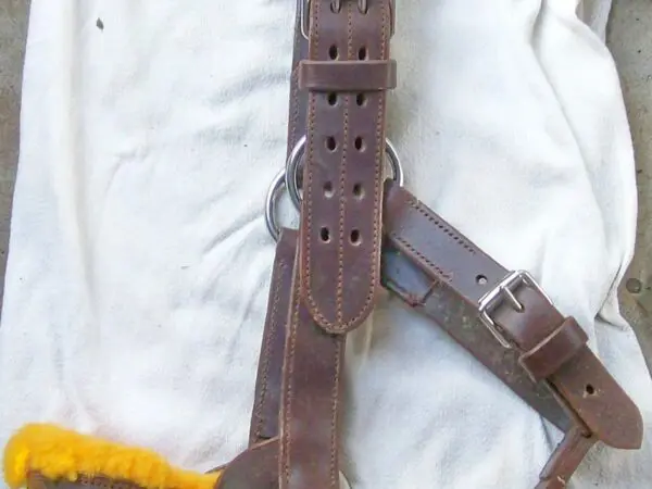 Leather horse halter with yellow fleece lining.